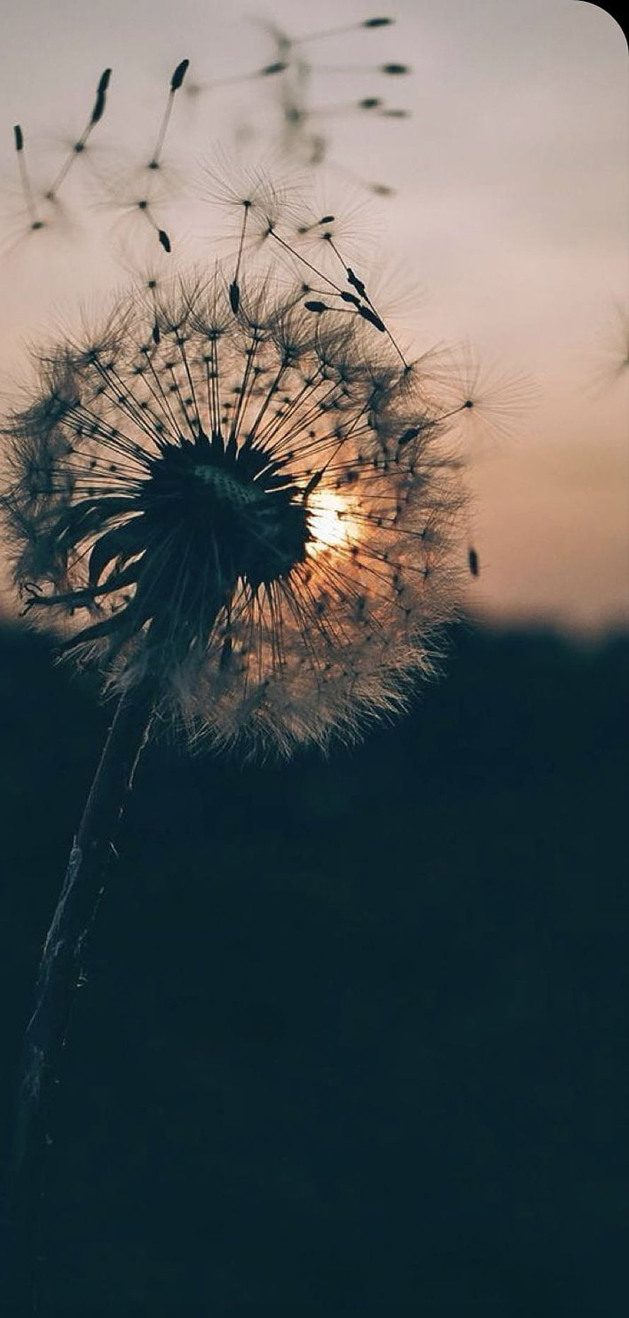 Backlit Dandelion Seed Head Silhouette Against Golden Sunset Sky HD phone wallpaper