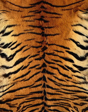 Close-up of tiger fur with bold black stripes and warm orange tones HD phone wallpaper