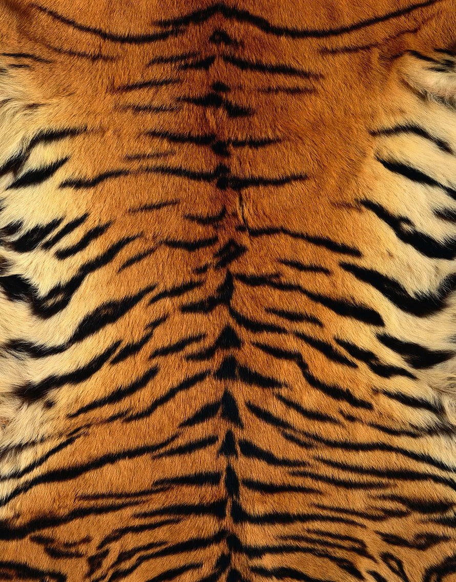 Close-up of tiger fur with bold black stripes and warm orange tones HD phone wallpaper