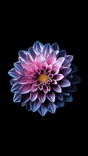 Vibrant Pink and Blue Dahlia Flower Isolated on Black Background HD phone wallpaper