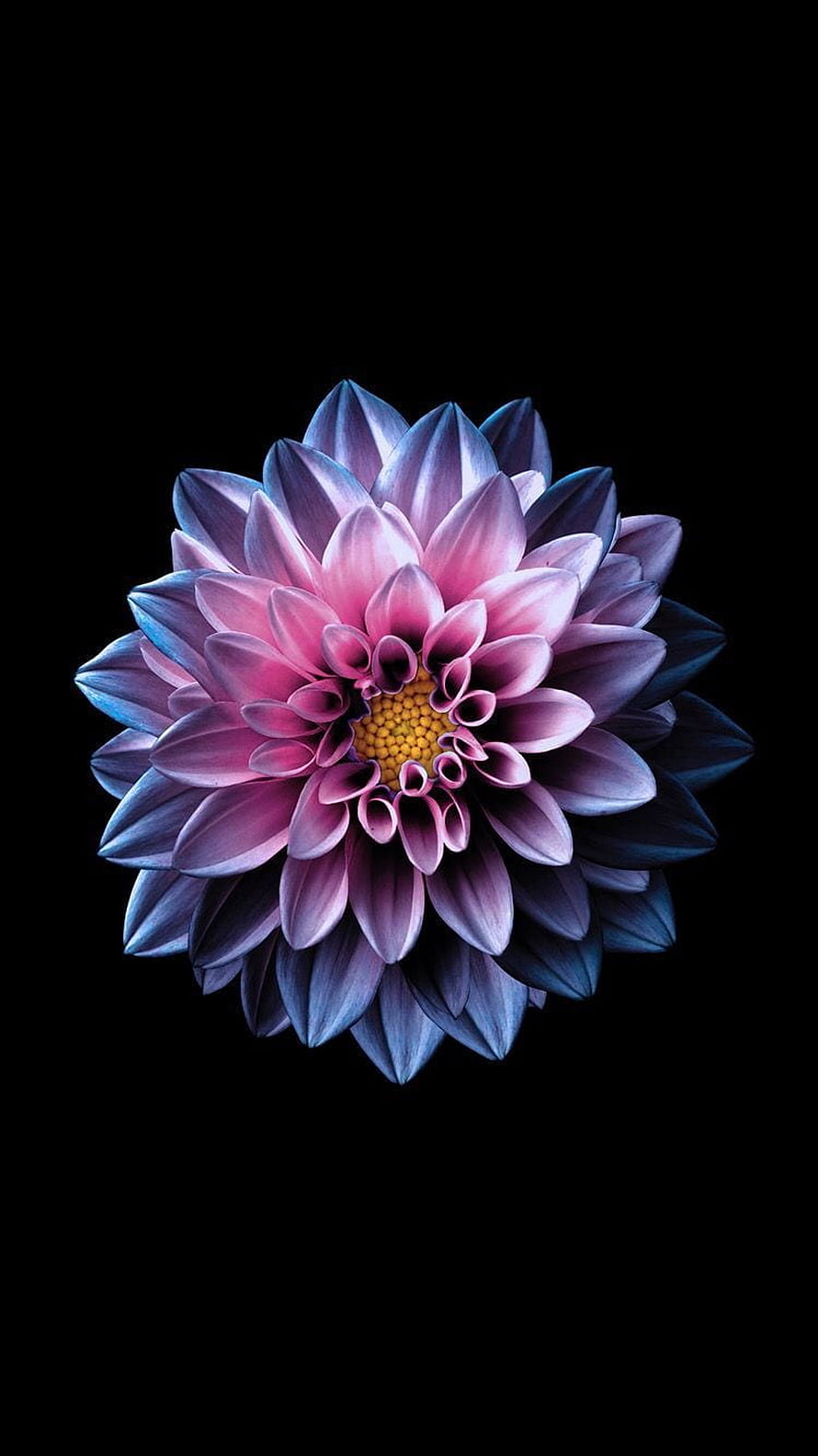 Vibrant Pink and Blue Dahlia Flower Isolated on Black Background HD phone wallpaper