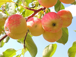 Ripe Red and Yellow Apples Hanging from a Branch with Green Leaves Against a Blue Sky HD wallpaper
