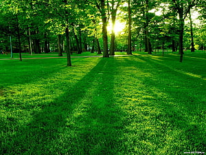 Sunlit Park Lawn With Tall Trees And Long Shadows On Vibrant Green Grass HD wallpaper