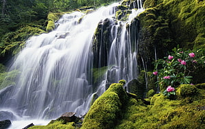 Mossy Forest Waterfall with Pink Rhododendron Blooms in Lush Green Landscape HD wallpaper