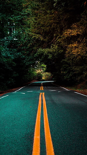 Winding Forest Road With Double Yellow Lines Disappearing Into Dense Green Canopy HD phone wallpaper