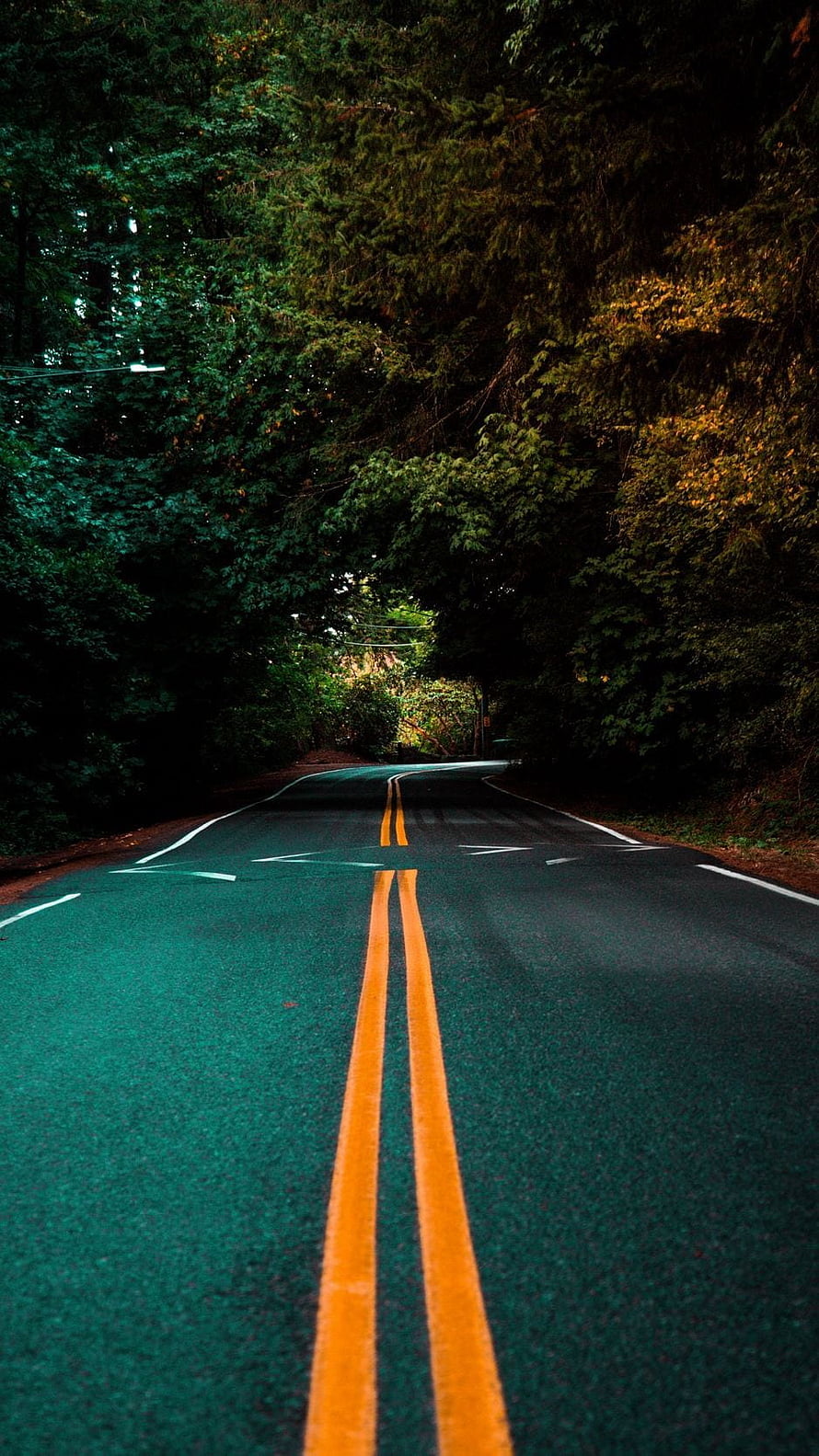 Winding Forest Road With Double Yellow Lines Disappearing Into Dense Green Canopy HD phone wallpaper