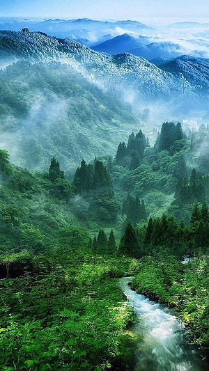 Misty Mountain Valley with Lush Forest and Flowing Stream HD phone wallpaper