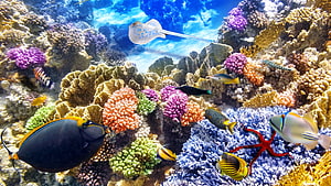 Vibrant Coral Reef Ecosystem with Colorful Tropical Fish and Starfish HD wallpaper