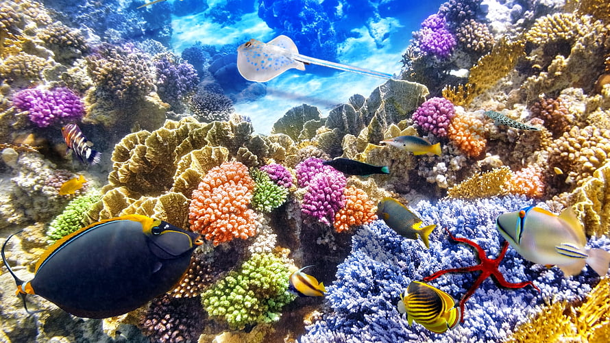 Vibrant Coral Reef Ecosystem with Colorful Tropical Fish and Starfish HD wallpaper