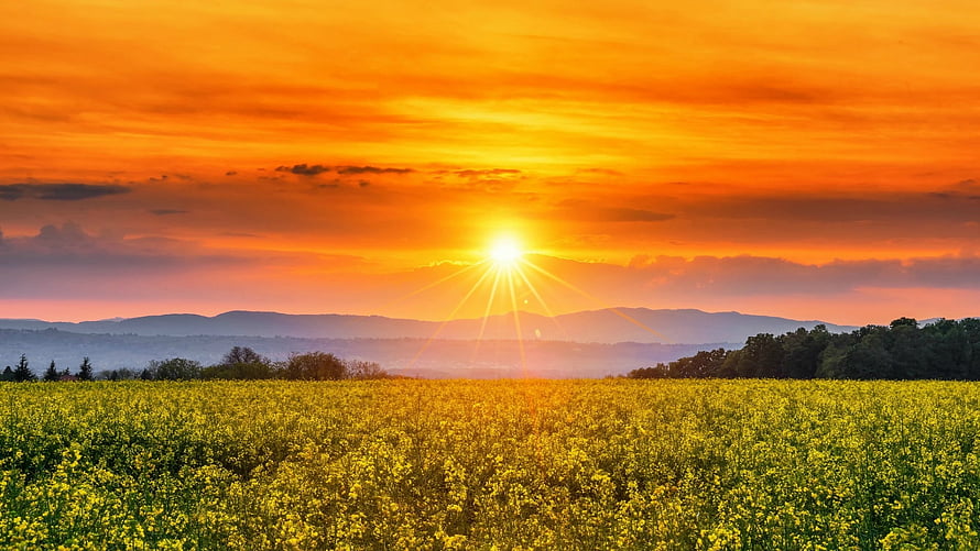 Golden Spring Sunset Over a Vibrant Yellow Flower Field with Distant Mountains HD wallpaper