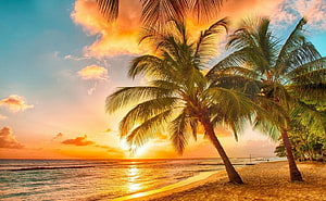 Tropical beach sunset with leaning palm trees and golden ocean waves HD wallpaper