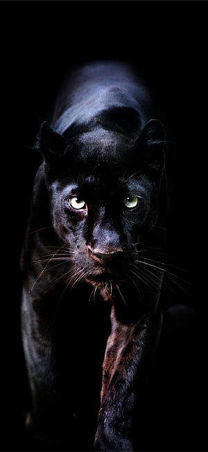Black Panther Stalking Through Darkness With Intense Yellow Eyes HD phone wallpaper