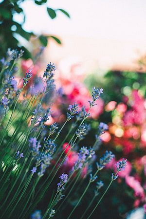 Delicate Lavender Stems in a Vibrant Garden with Soft Bokeh Background HD phone wallpaper