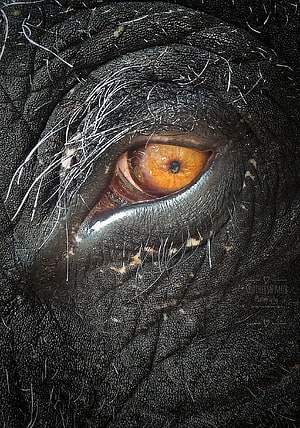 Extreme Close-Up of an Elephant Eye with Amber Iris and Dark Textured Skin HD phone wallpaper