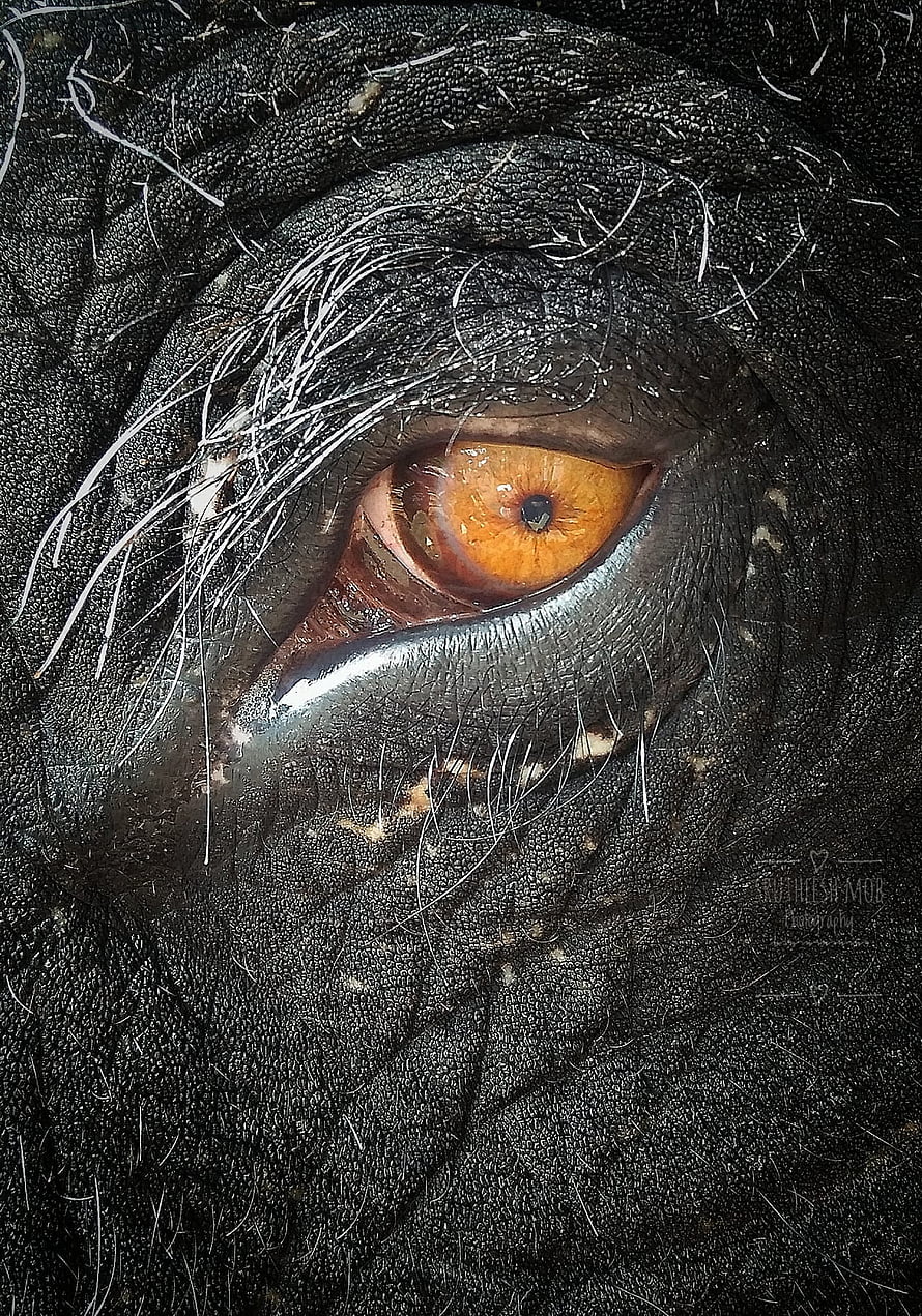 Extreme Close-Up of an Elephant Eye with Amber Iris and Dark Textured Skin HD phone wallpaper