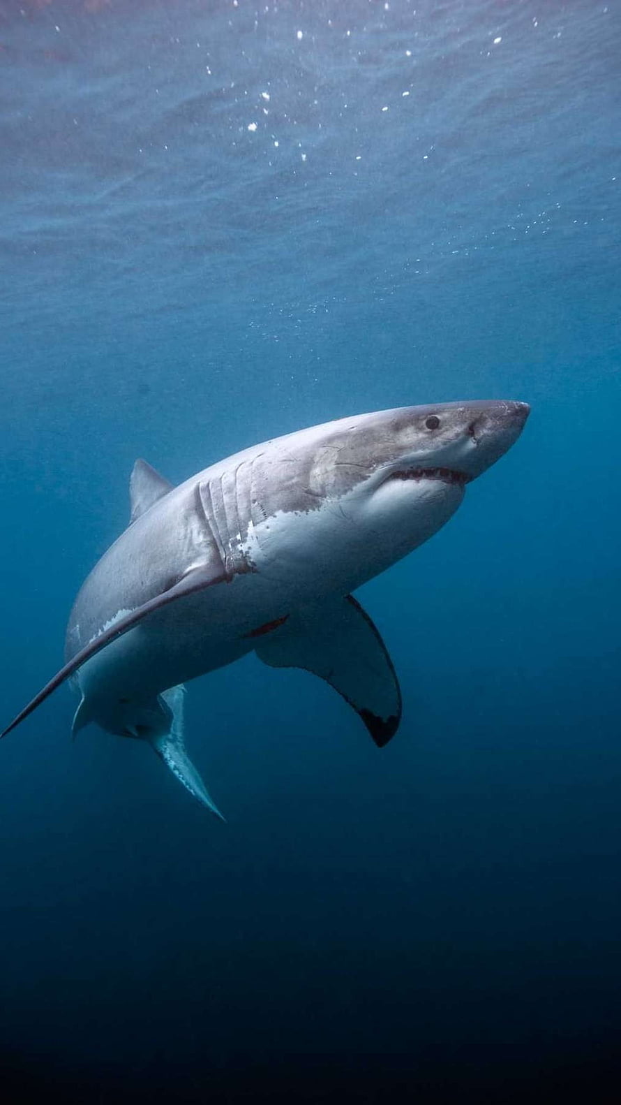 Majestic Great White Shark Gliding Through Deep Blue Ocean Waters HD phone wallpaper