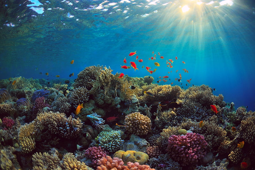 Vibrant Coral Reef Underwater Scene With Sunbeams And Colorful Tropical Fish HD wallpaper