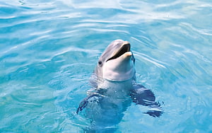 Playful Dolphin Surfacing in Crystal Clear Turquoise Ocean Water HD wallpaper