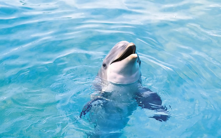 Playful Dolphin Surfacing in Crystal Clear Turquoise Ocean Water HD wallpaper