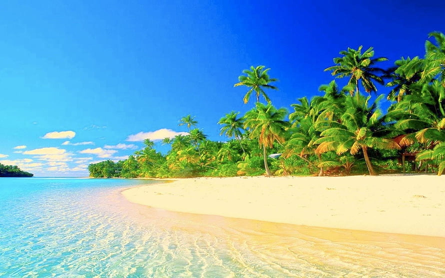 Tropical Island Beach with Palm Trees and Turquoise Water Under a Clear Blue Sky HD wallpaper