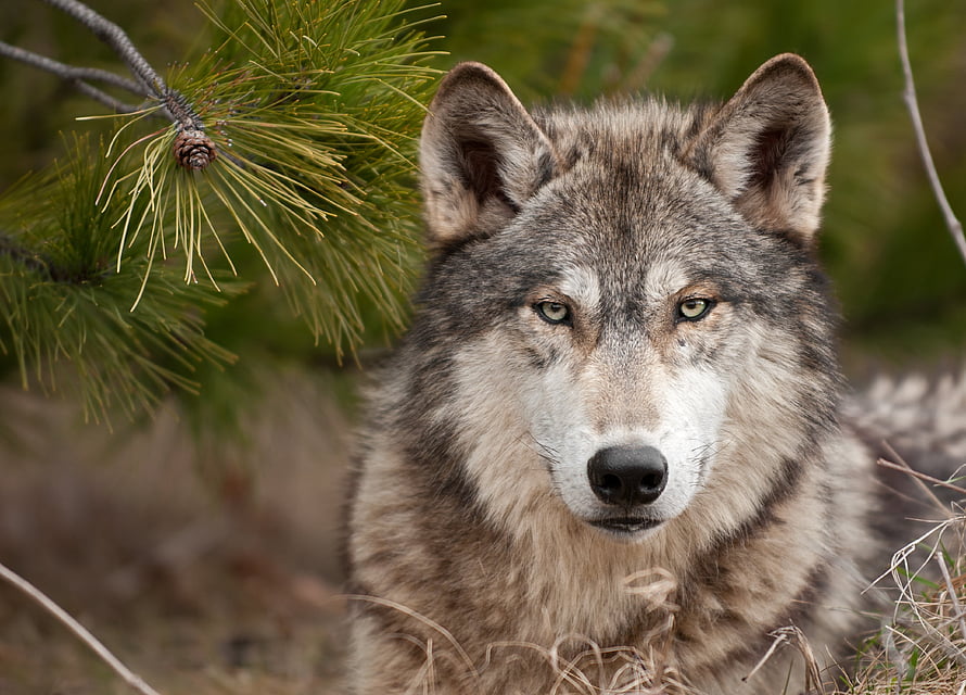 Close-up portrait of a gray wolf with piercing green eyes in a natural forest setting HD wallpaper