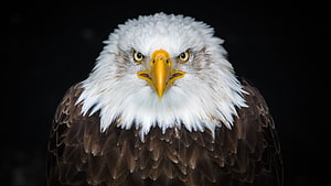Majestic Bald Eagle Portrait With Intense Yellow Beak And White Head HD wallpaper