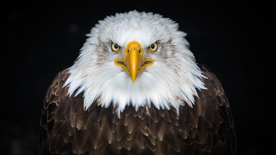 Majestic Bald Eagle Portrait With Intense Yellow Beak And White Head HD wallpaper