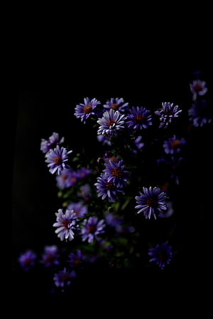 Dark Purple Aster Flowers Against a Black Background HD phone wallpaper
