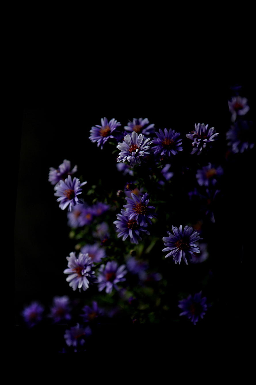 Dark Purple Aster Flowers Against a Black Background HD phone wallpaper