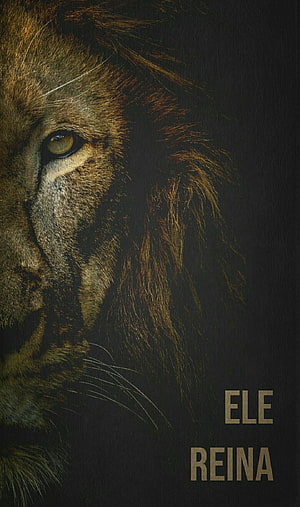 Majestic Lion Close-Up Portrait with Dramatic Dark Background and Golden Text HD phone wallpaper