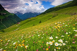 Alpine meadow bursting with wildflowers beneath dramatic mountain peaks and scattered wooden cabins HD wallpaper