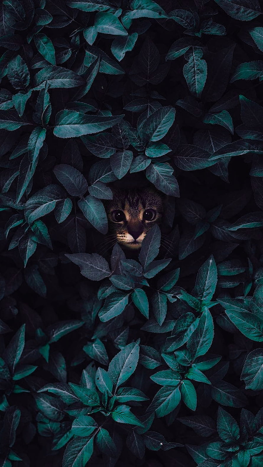 Tabby Cat Peeking Through Dark Teal Foliage in Moody Nature Photography HD phone wallpaper