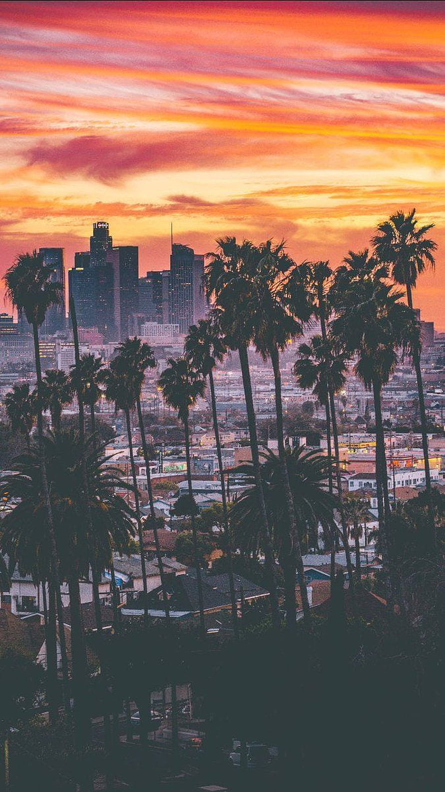 Los Angeles skyline at sunset with palm trees silhouetted against a vibrant orange and pink sky HD phone wallpaper