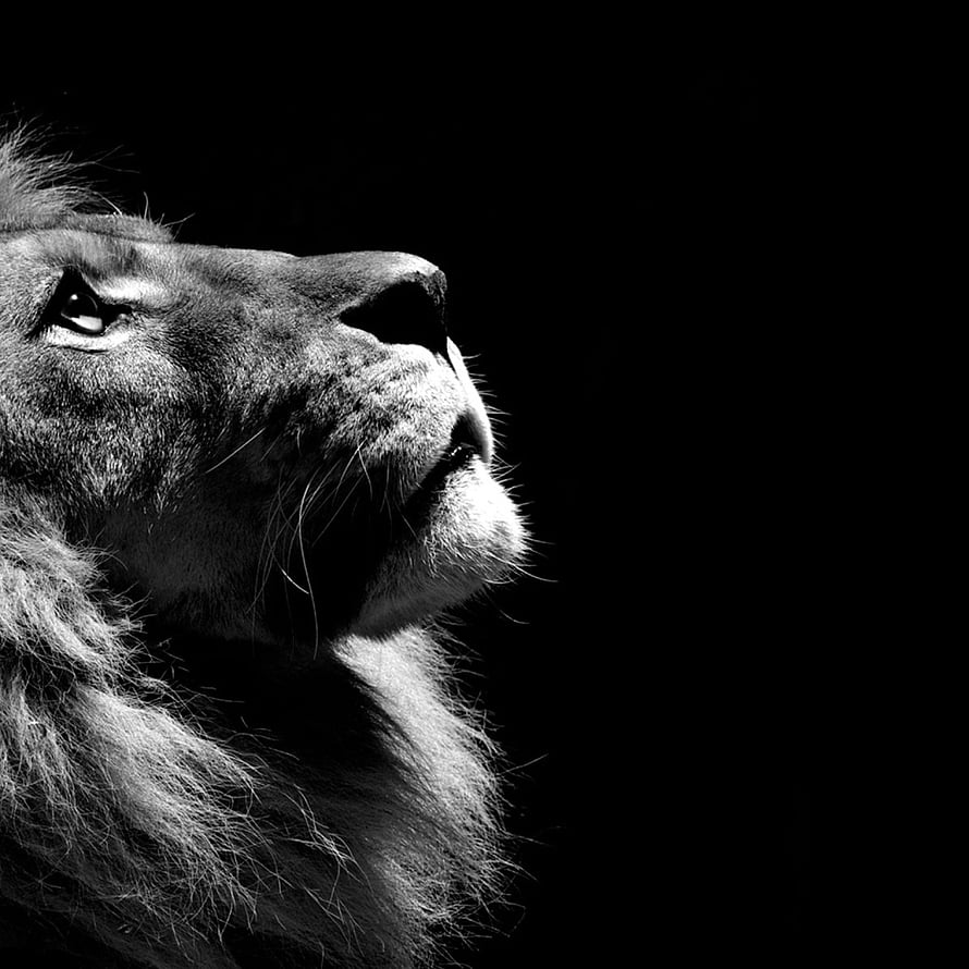 Dramatic Black and White Portrait of a Majestic Lion in Profile HD phone wallpaper
