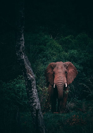 Majestic Elephant Standing in Dense Kerala Forest with Dramatic Dark Green Foliage HD phone wallpaper