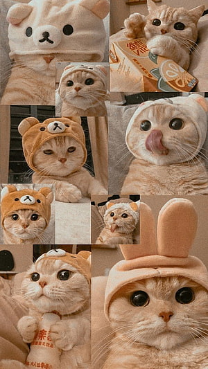 Adorable Orange Tabby Cat Wearing Cute Animal Costumes in a Warm Photo Collage HD phone wallpaper