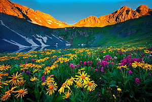 Alpine Meadow Wildflowers and Mountain Lake at Golden Hour HD wallpaper