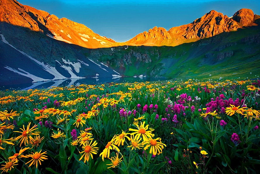 Alpine Meadow Wildflowers and Mountain Lake at Golden Hour HD wallpaper