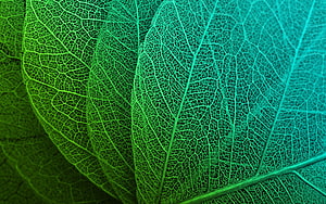 Intricate Leaf Vein Network in Vibrant Green and Teal Macro Photography HD wallpaper