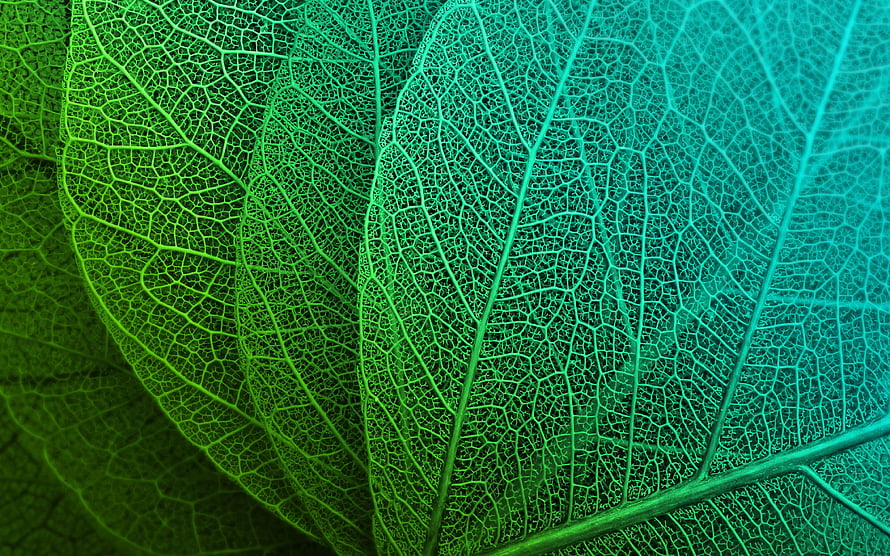 Intricate Leaf Vein Network in Vibrant Green and Teal Macro Photography HD wallpaper