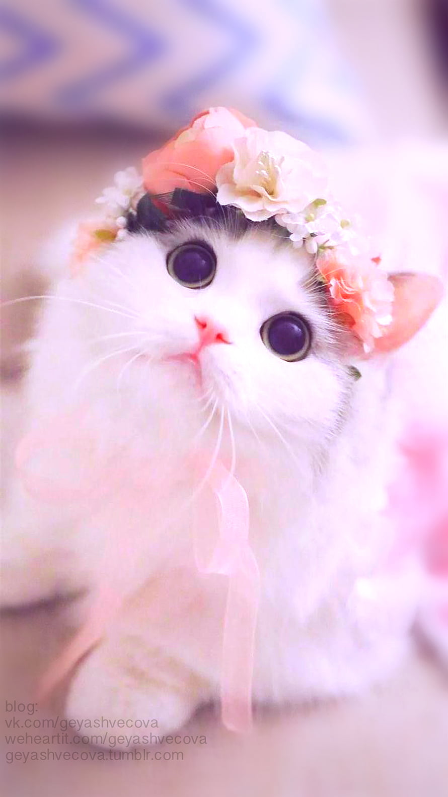 Adorable White Kitten Wearing a Delicate Floral Crown with Soft Pastel Tones HD phone wallpaper