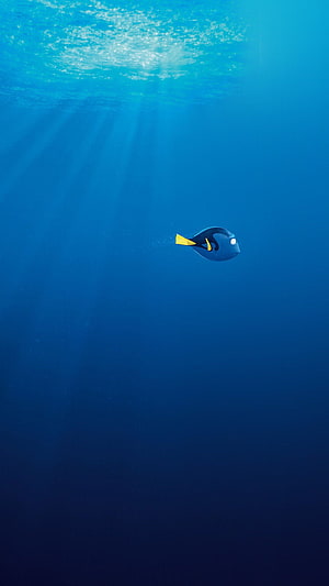 Dory the Blue Tang Swimming in Deep Ocean Waters from Finding Dory Disney Pixar Animation HD phone wallpaper