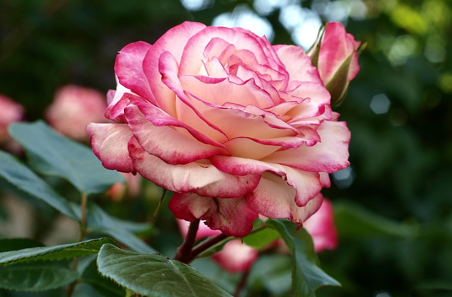 Close-up of a blooming pink rose with layered petals and green foliage in a garden setting HD wallpaper