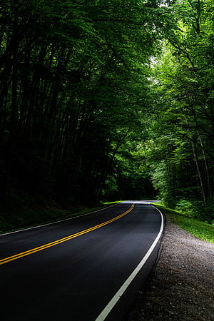Winding asphalt road curving through a dense green forest canopy with yellow center lines HD phone wallpaper