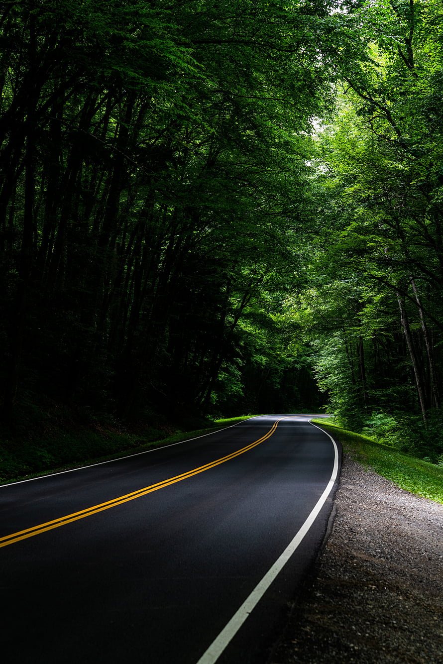 Winding asphalt road curving through a dense green forest canopy with yellow center lines HD phone wallpaper