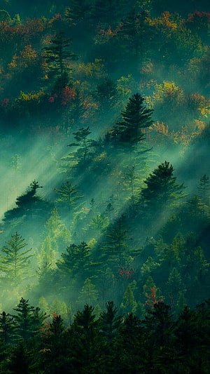 Misty Evergreen Forest with Sunbeams Filtering Through Pine Trees HD phone wallpaper