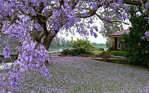 Purple Jacaranda Tree Blooming Over Garden Lawn With Lake View HD wallpaper