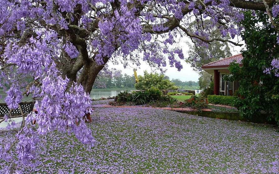Purple Jacaranda Tree Blooming Over Garden Lawn With Lake View HD wallpaper