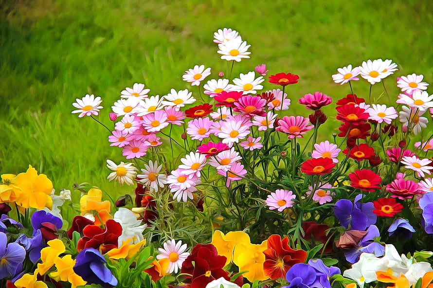 Vibrant Summer Garden Scene Featuring Colorful Cosmos And Pansy Blooms In A Lush Green Field HD wallpaper