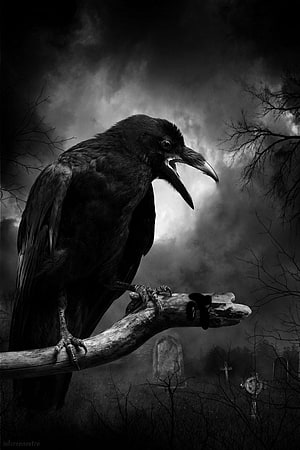 Gothic Raven Perched on Dead Branch in Dark Cemetery HD phone wallpaper